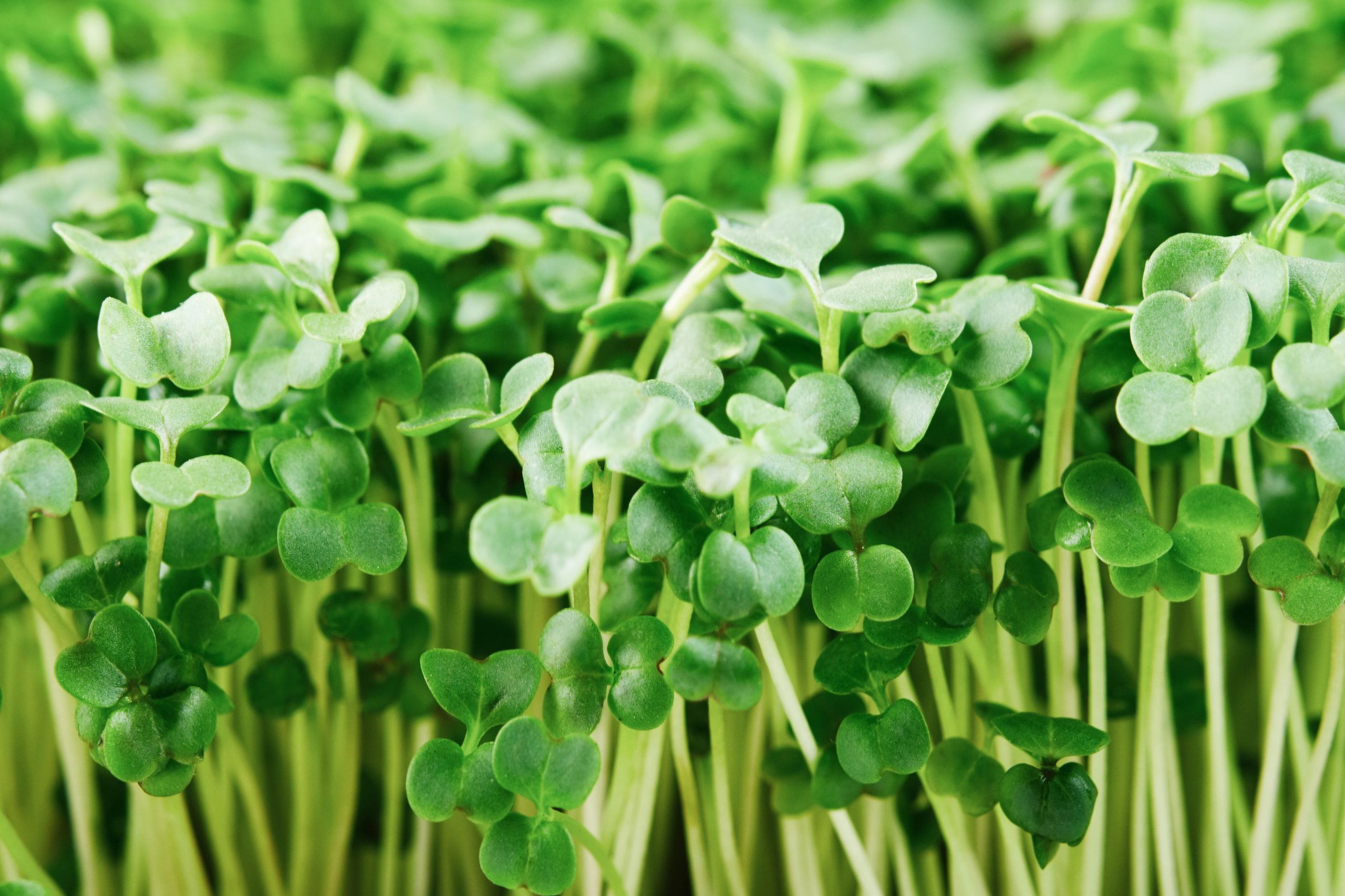 Broccoli-Sprouts-scaled