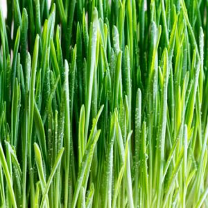 Wheatgrass