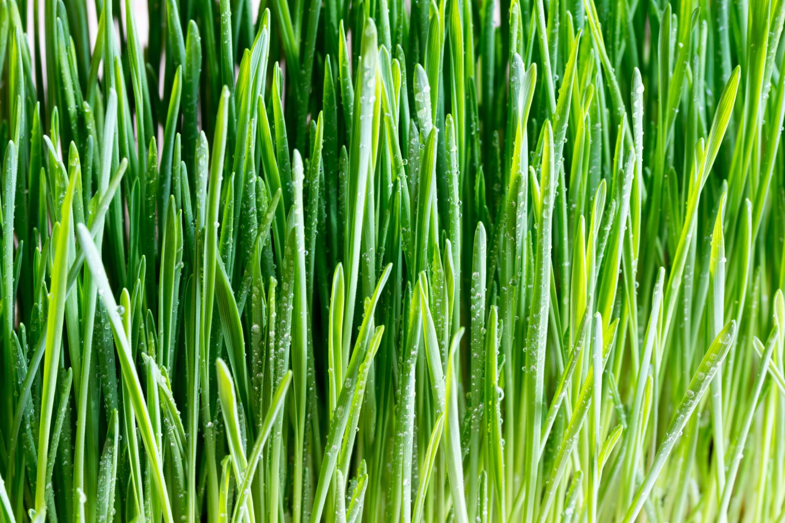 shutterstock_1052953592-1536x1024