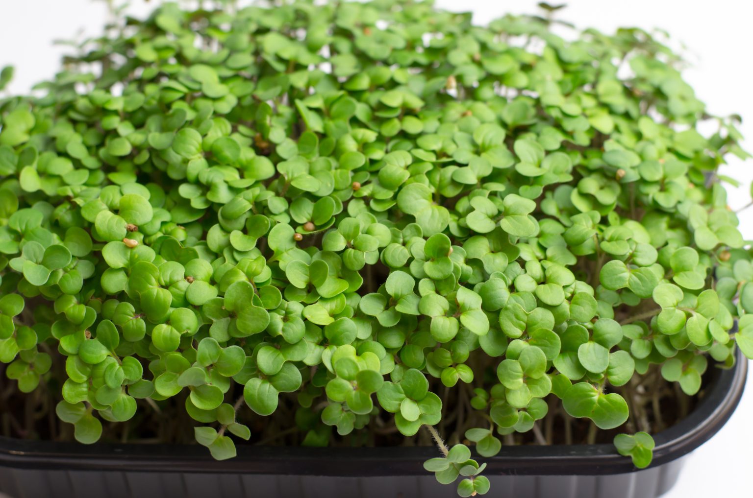 shutterstock_1926600617-1536x1017