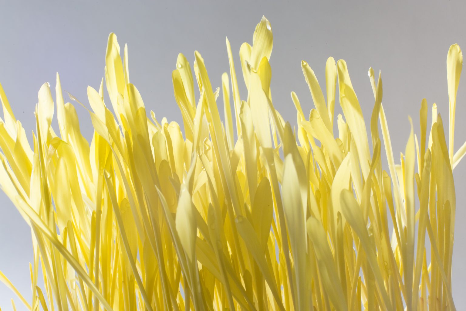 shutterstock_595951340-1536x1024