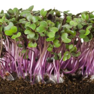 Red Cabbage
