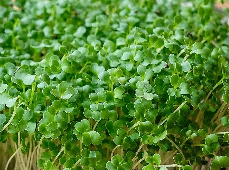 WFZyeN5l-YJttAqaO-green-cabbage-microgreen-seeds
