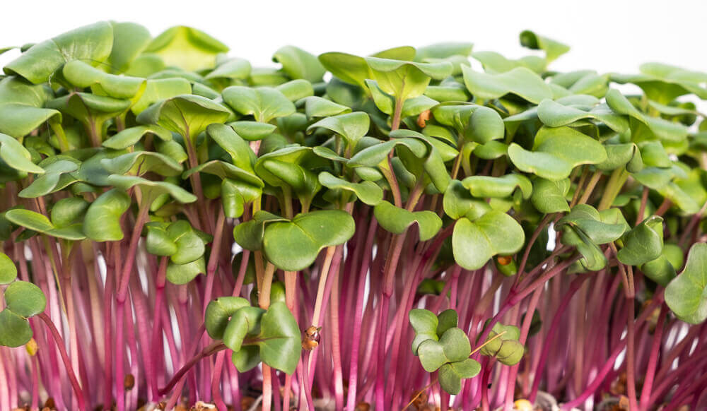 china-rose-radish-close-up